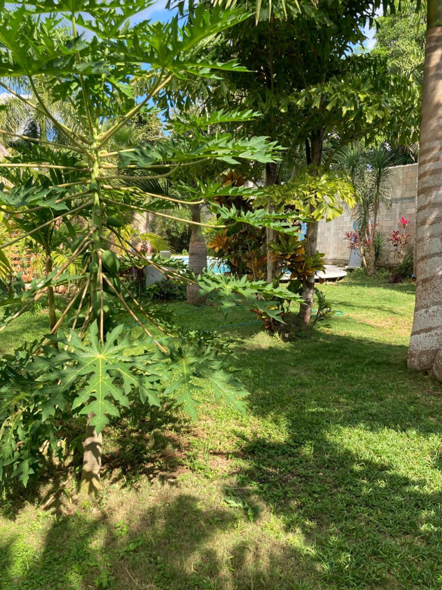 Green Paradise Leona Vicario Esterno foto